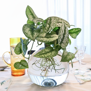 פיקטוס הידרופוני באגרטל גלורי XL