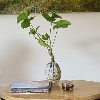 זר סינגוניום באגרטל שטוח