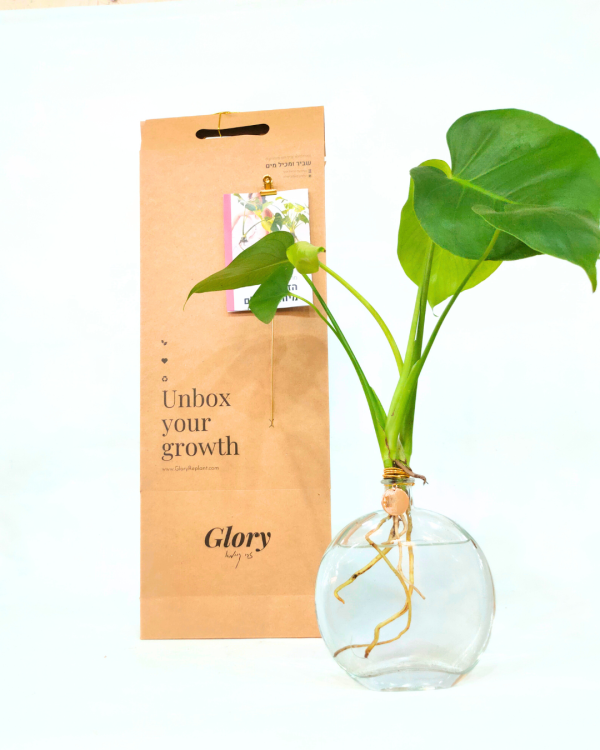 זר מונסטרה באגרטל שטוח