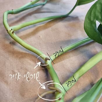ייחור מונסטרה מאנקי במים בקלות