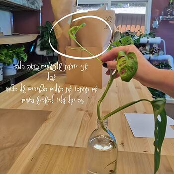 נקודות חשובות : העלים צריכים להיות מעל גובה המים (כולל הפטוטרת שלהם - מהעלה עצמו ועד המפרק שמחבר את העלה לשאר הצמח) המים צריכים להיות צלולים החליפו את המים מדי יומיים שלושה עד שתראו שמשורש האויר יוצא שורש מים קטן אז תוכלו להחליף מים בתדירות נמוכה יותר - מומלץ מדי שבוע חיתוך העלים הצעירים ביותר מקצה הצמח ייקל על הצמח להשריש במים