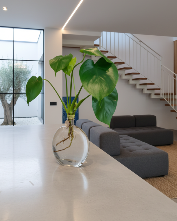 מונסטרה באגרטל שטוח