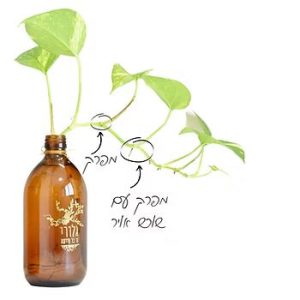 ייחור והשרשה של פוטוס הידרופוני בבקבוק זכוכית