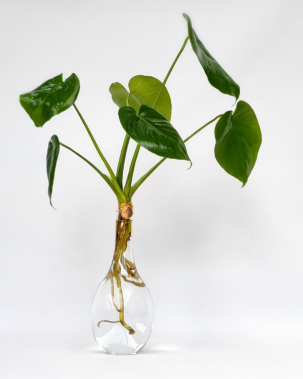 מונסטרות הידרופוניות באגרטל זכוכית טיפה